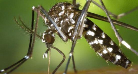 Special Dengue Prevention Week Begins Across SL